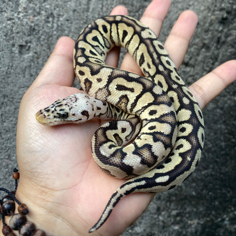 Pastel Spotnose Clown