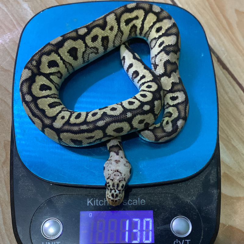 Pastel Spotnose Clown