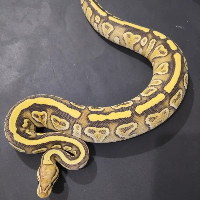 Lace Russo Yellowbelly Het Clown