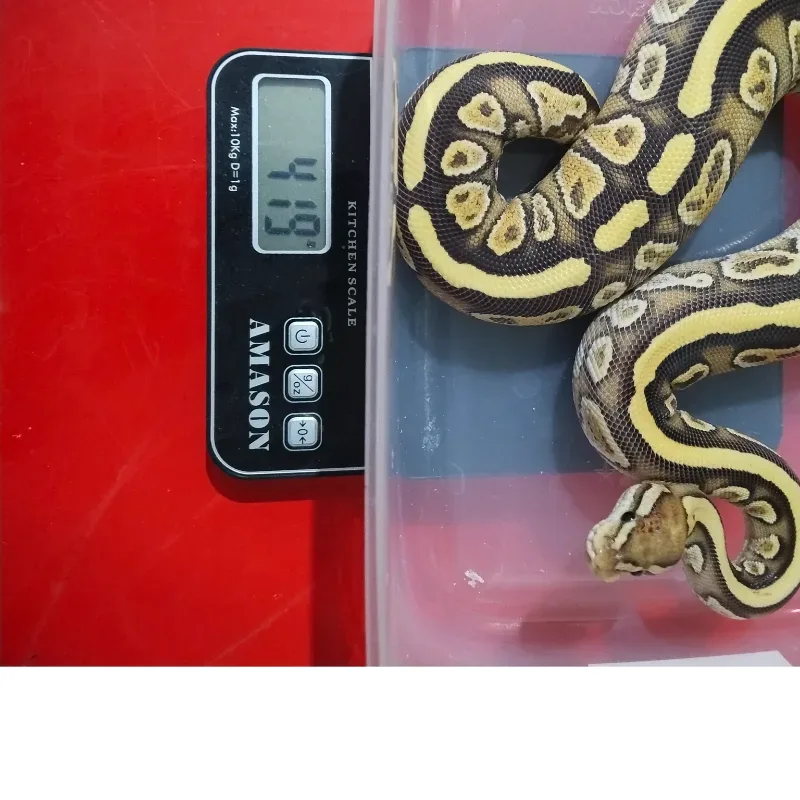 Lace Russo Yellowbelly Het Clown