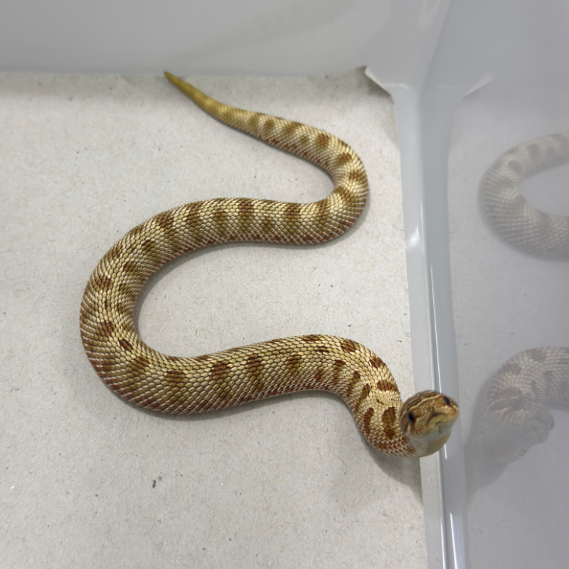 Toffee conda het axanthic albino
