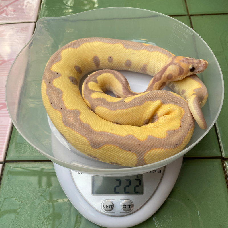 Banana Leopard Clown 2