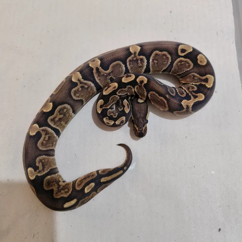 Cinnamon GHI Het Albino