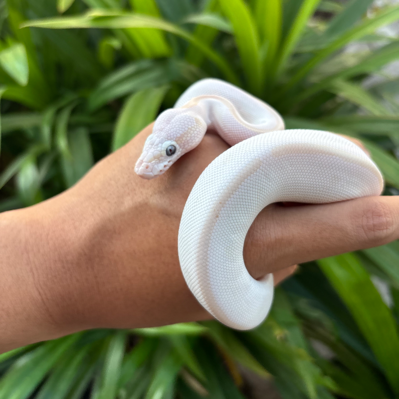 Lesser Mojave