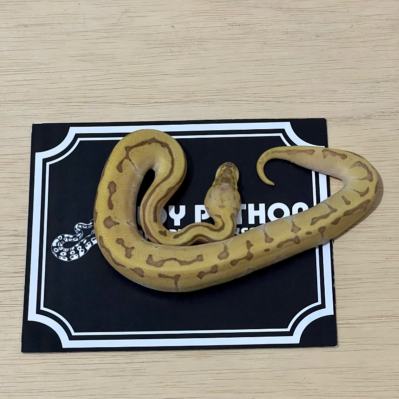 Enchi Mojave Pastel Pinstripe