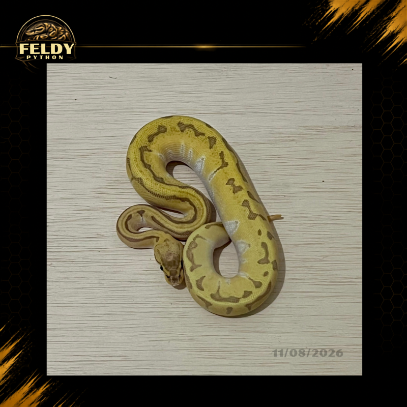 Enchi Mojave Pastel Pinstripe