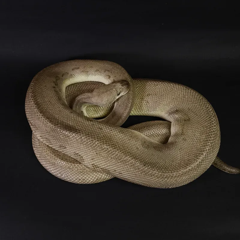 (PROVEN) Black Pewter Clown Poss Orange Dream