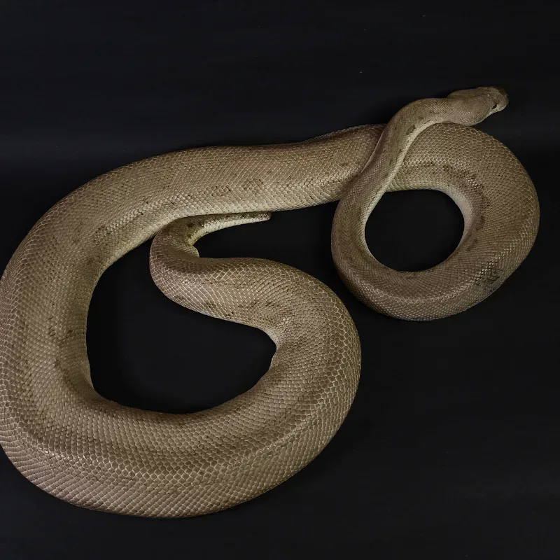 (PROVEN) Black Pewter Clown Poss Orange Dream