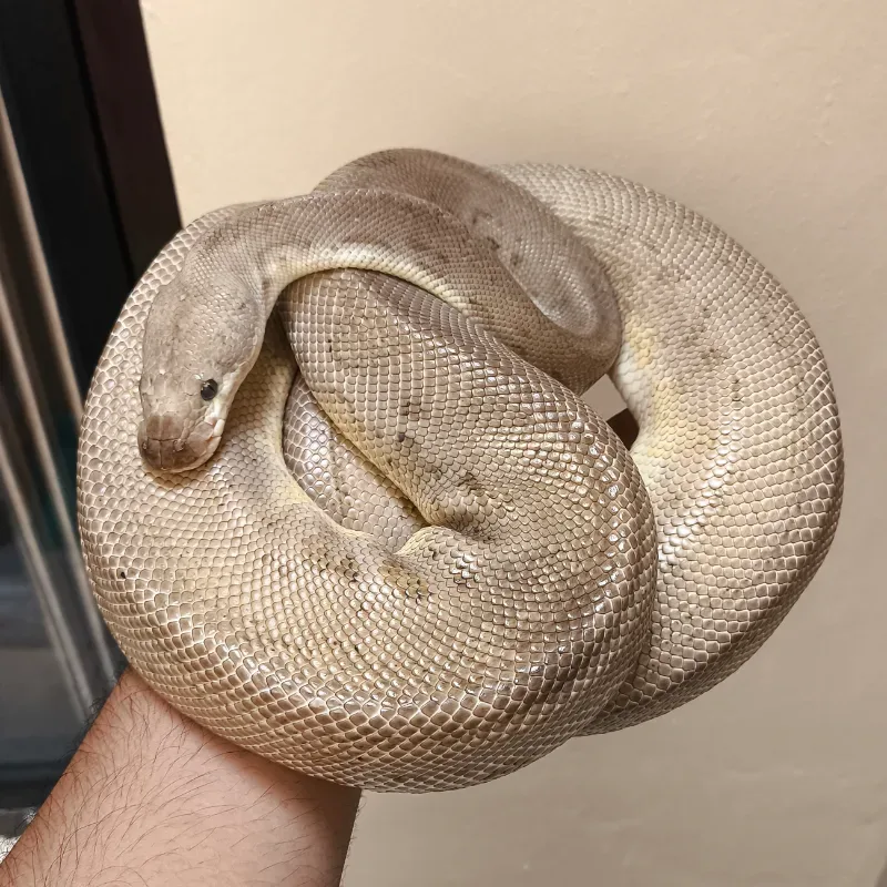 (PROVEN) Black Pewter Clown Poss Orange Dream