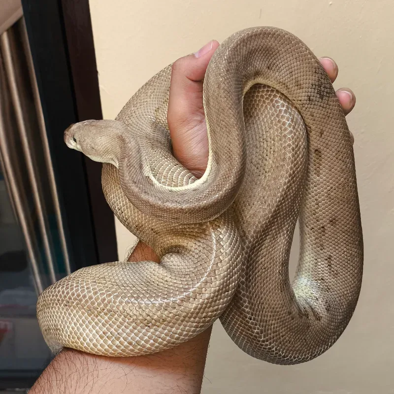 (PROVEN) Black Pewter Clown Poss Orange Dream