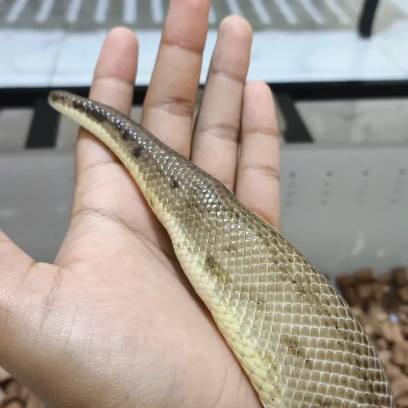 (PROVEN) Black Pewter Clown Poss Orange Dream