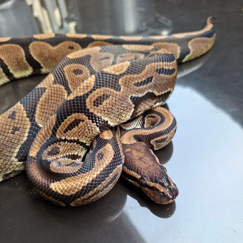 Normal Het Lavender Albino Het Pied