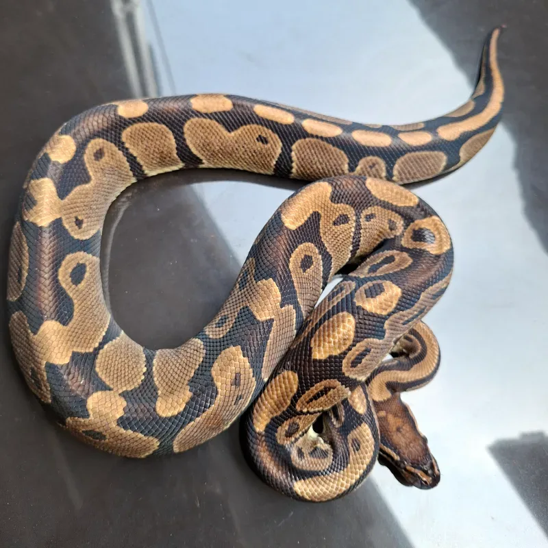 Normal Het Lavender Albino Het Pied
