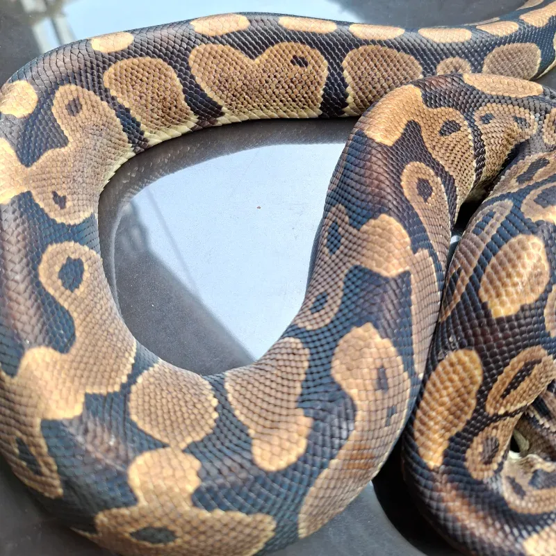 Normal Het Lavender Albino Het Pied