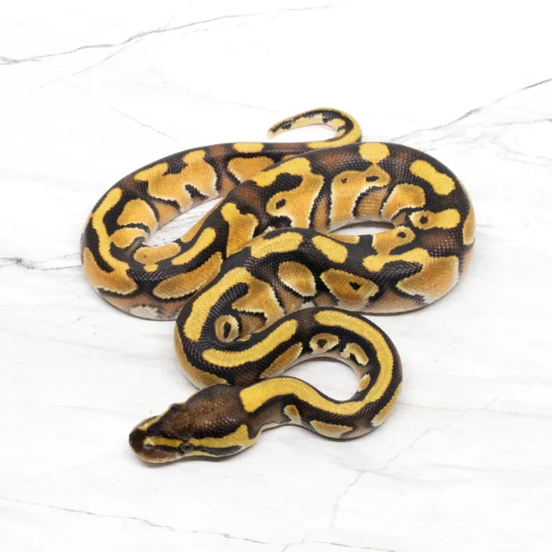 Cypress Enchi Het Clown