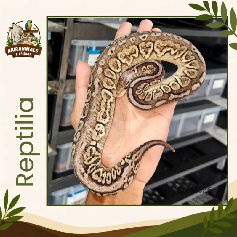 Super Pastel Cinnamon Het Lavender Albino Het Pied