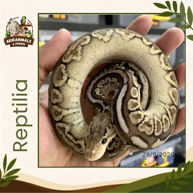 Sterling het Lavender Pied