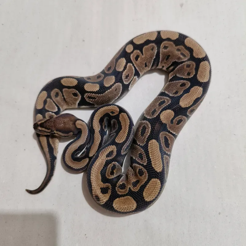 66% Het Pied 66% Het Axanthic VPI