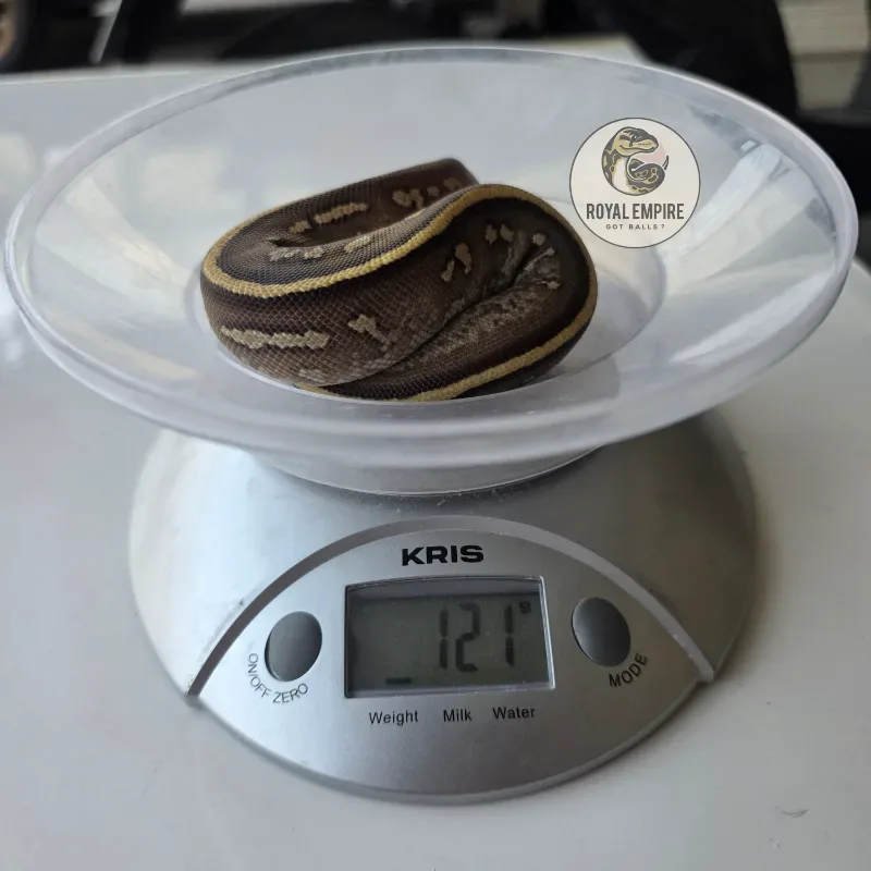 Mojave Mahogany Yellowbelly Het Pied
