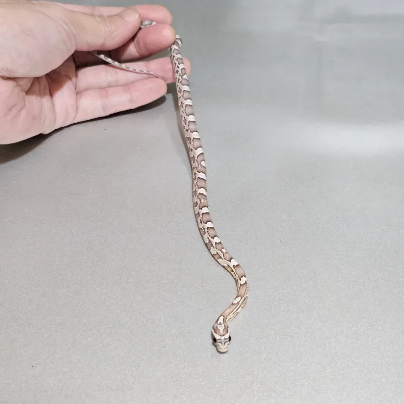 Red Factor Hypomelanistic Anerythristic 66% Het Sunkissed 50% Het Albino/Amelanistic