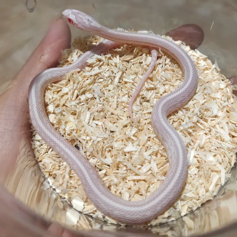 SNOW TESSERA HET STRIPE