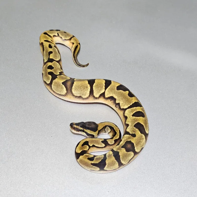 Enchi Pied 50% Het Albino 2