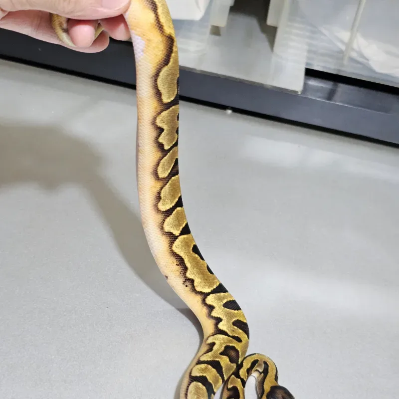 Enchi Pied 50% Het Albino 3