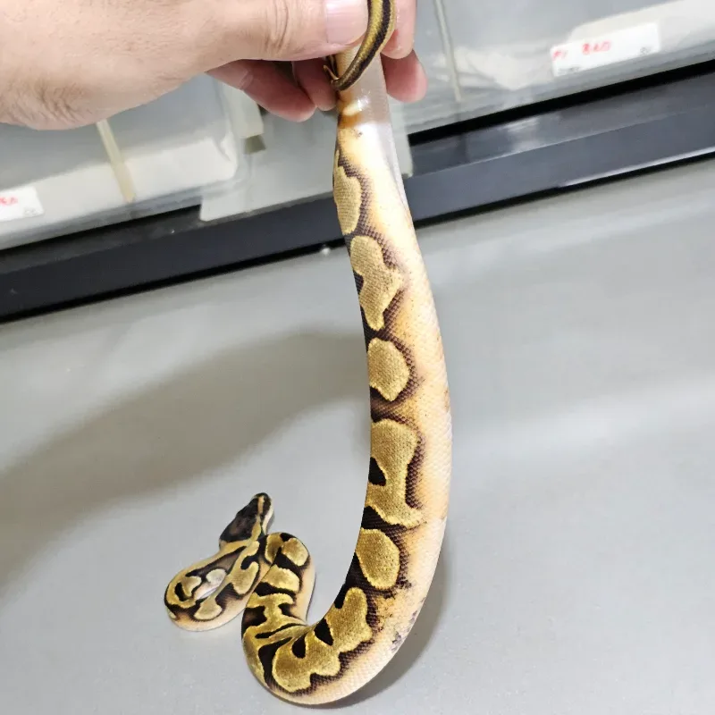 Enchi Pied 50% Het Albino 4