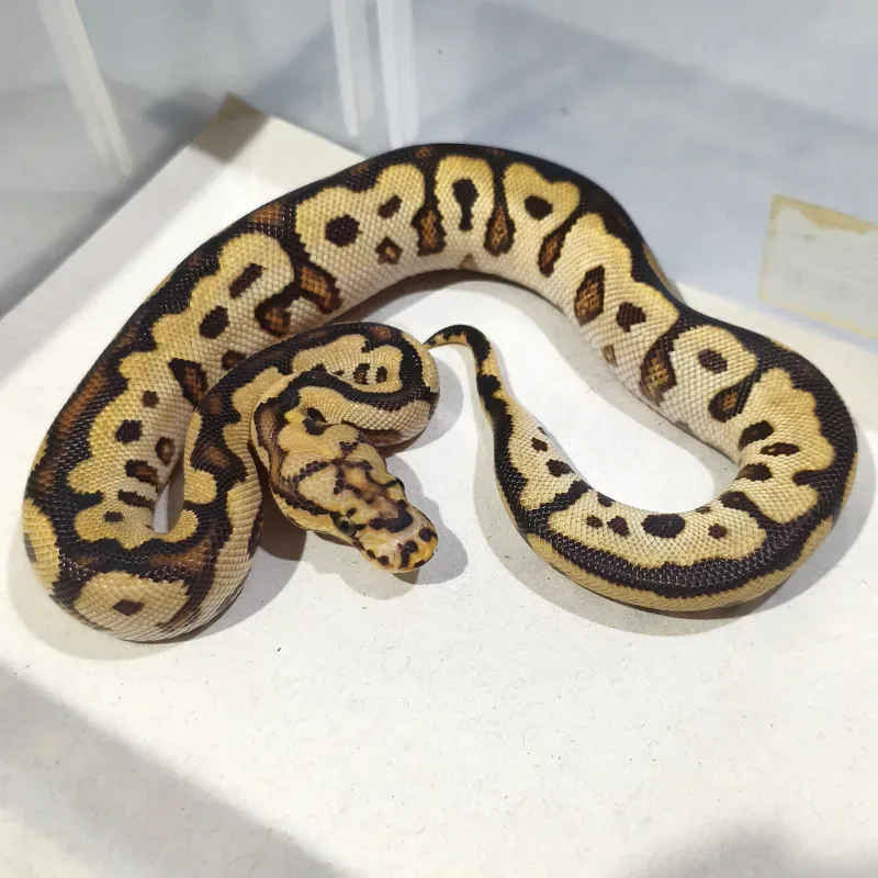 Spotnose Yellowbelly Clown