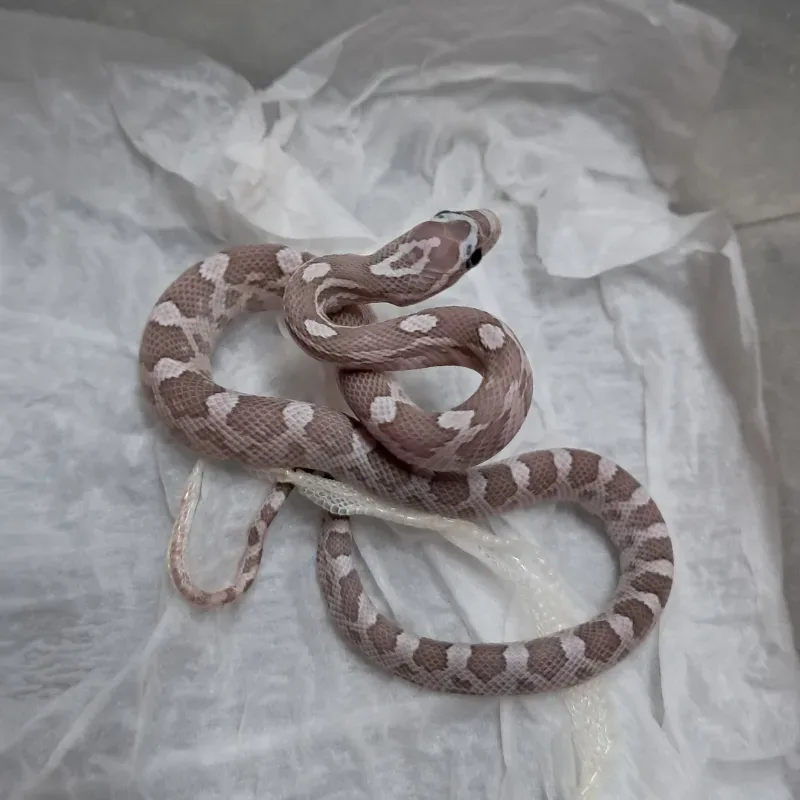 Hypo lavender