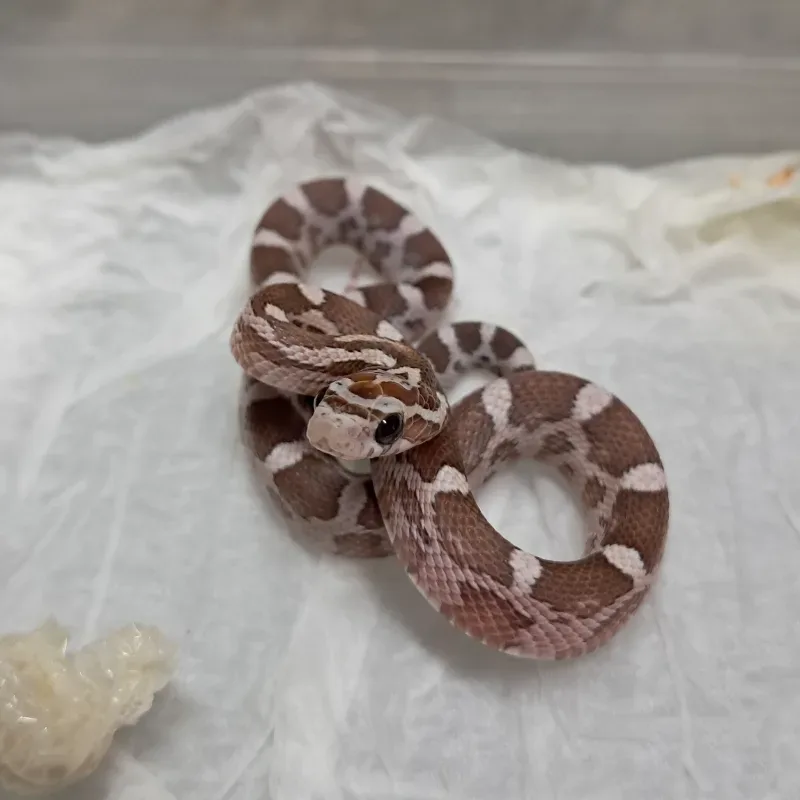 Hypo lavender 2