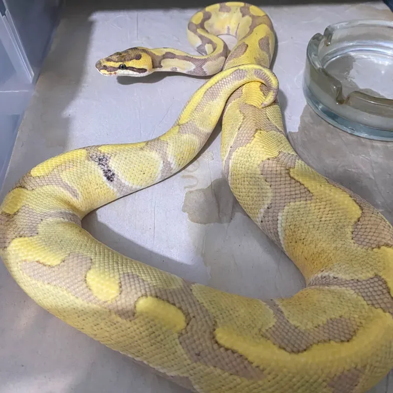 Ball Python Super Enchi Desert Ghost Het Clown