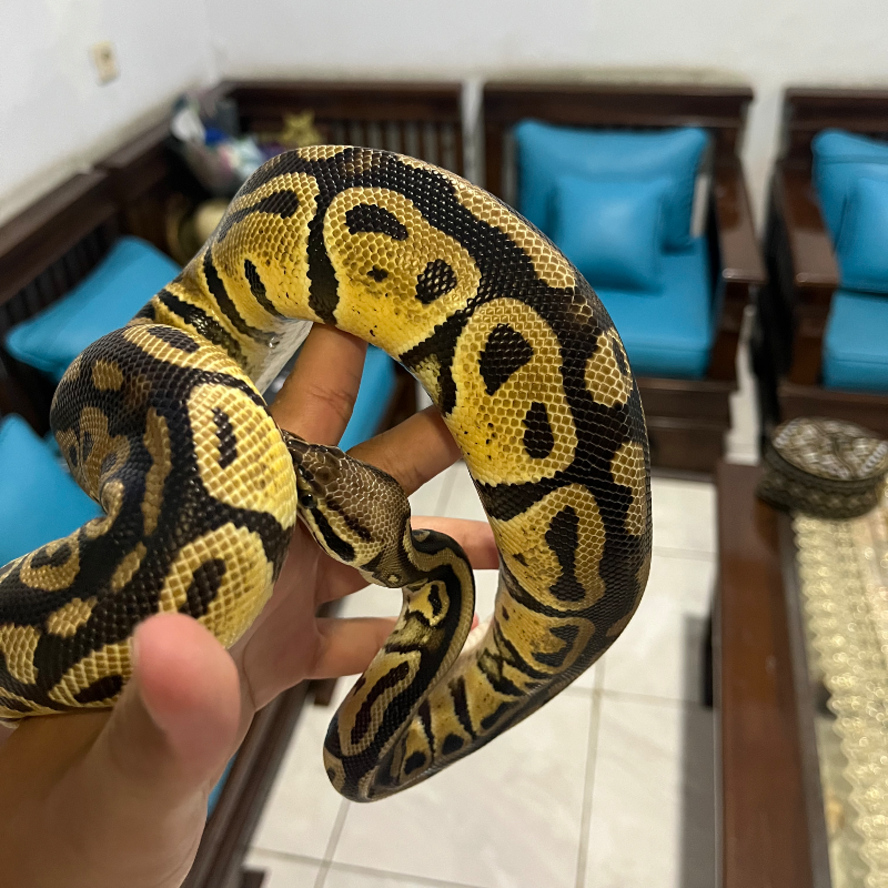 Yellowbelly