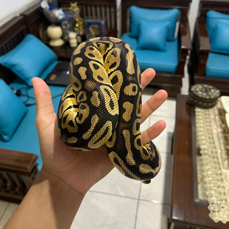 Yellowbelly