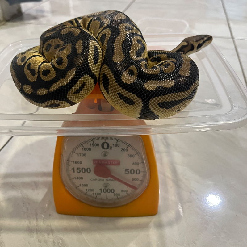Yellowbelly