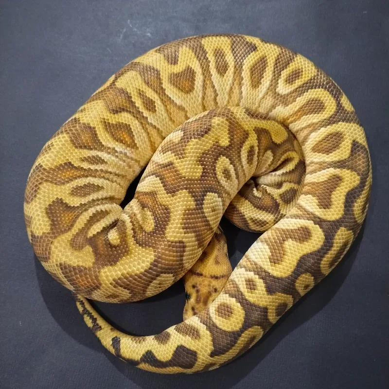 Cypress Enchi Spotnose Clown 50% Het Desert Ghost