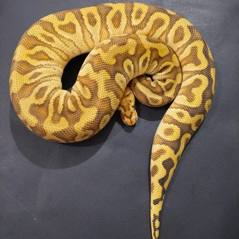 Cypress Enchi Spotnose Clown 50% Het Desert Ghost