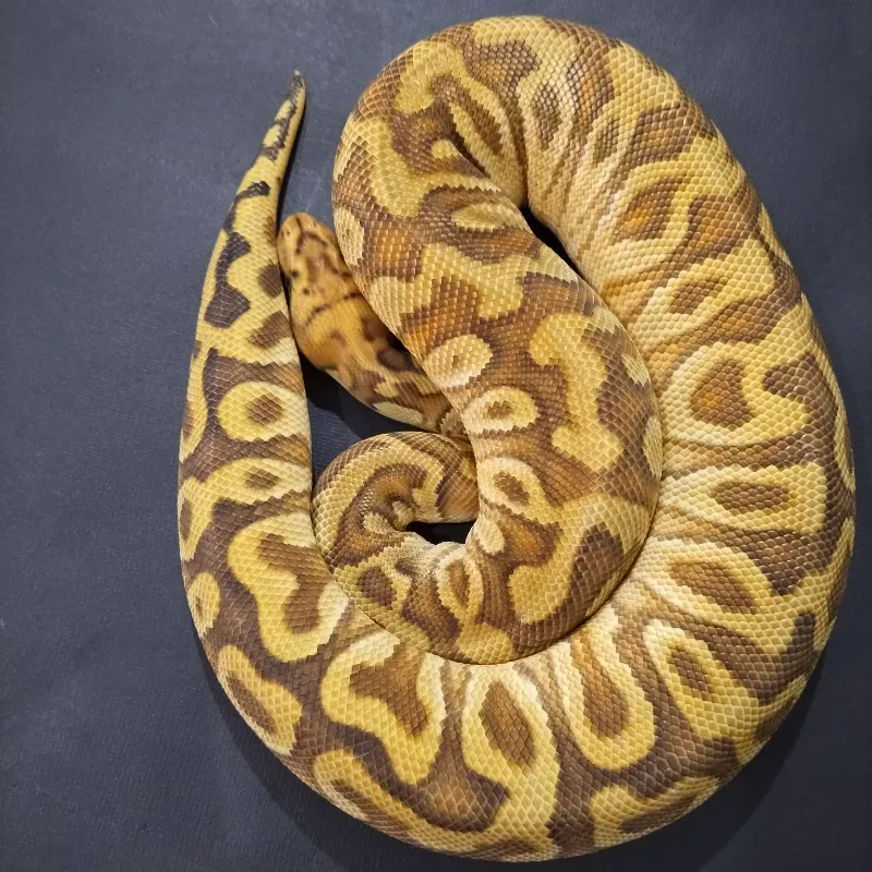 Cypress Enchi Spotnose Clown 50% Het Desert Ghost