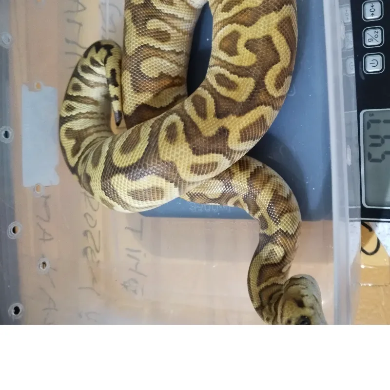 Cypress Enchi Spotnose Clown 50% Het Desert Ghost