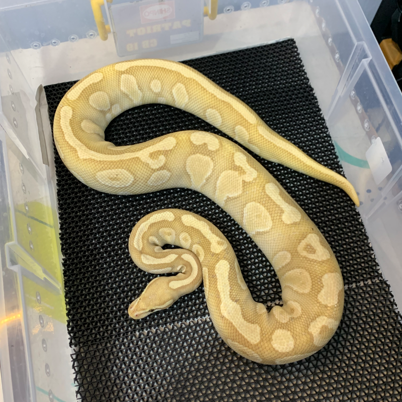 Banana Lesser