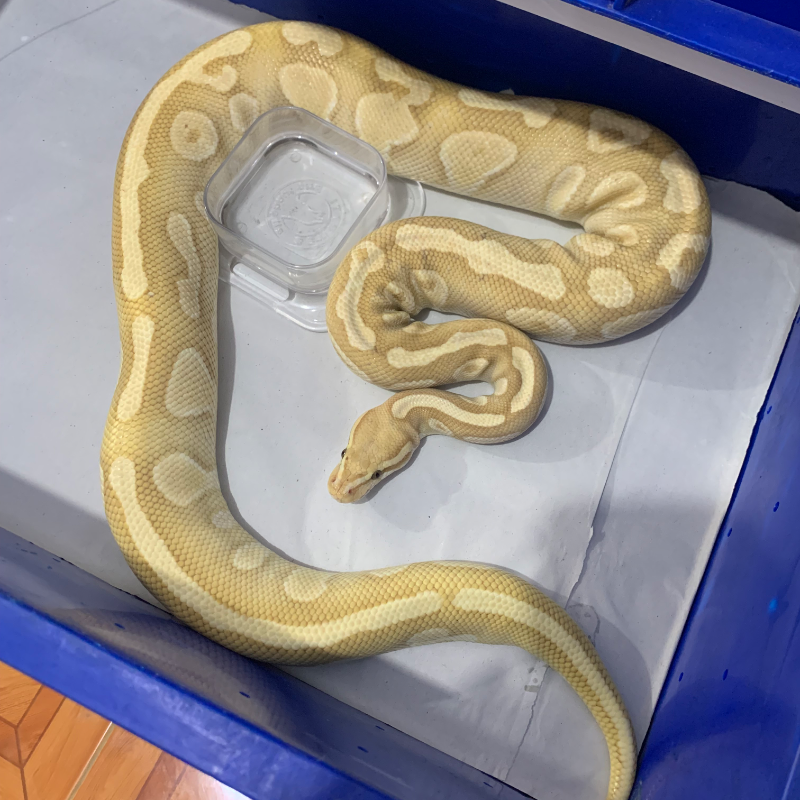 Banana Lesser