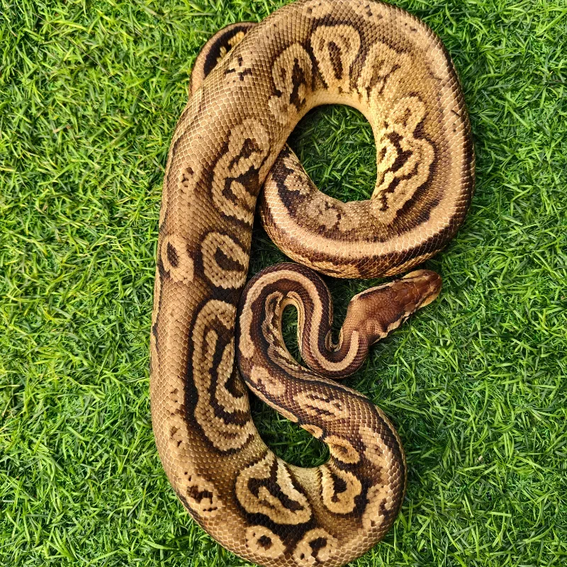Pastel Cinnamon