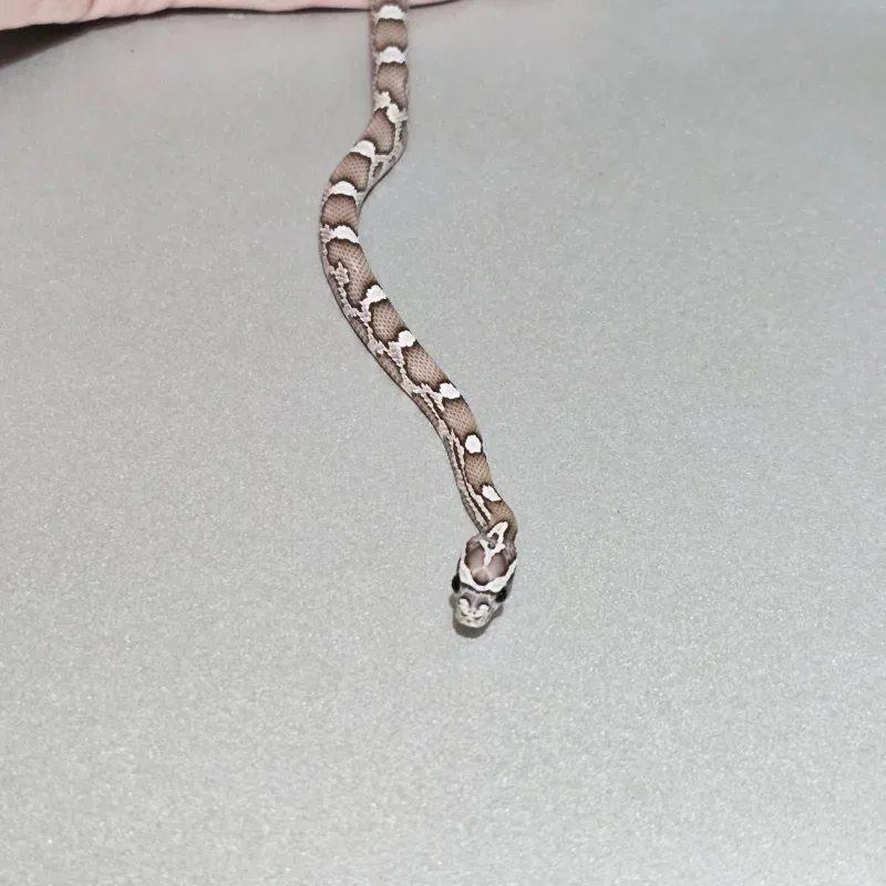 Anerythristic Hypomelanistic 50% Het Albino/Amelanistic 66% Het Sunkissed