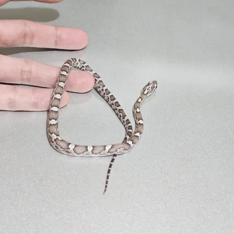 Anerythristic Hypomelanistic 50% Het Albino/Amelanistic 66% Het Sunkissed 3