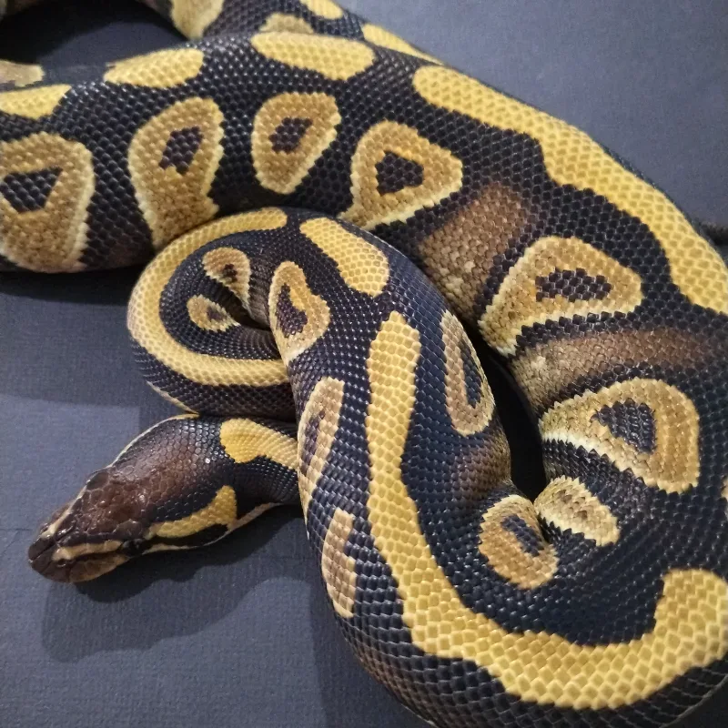 Gravel Phantom Het Clown