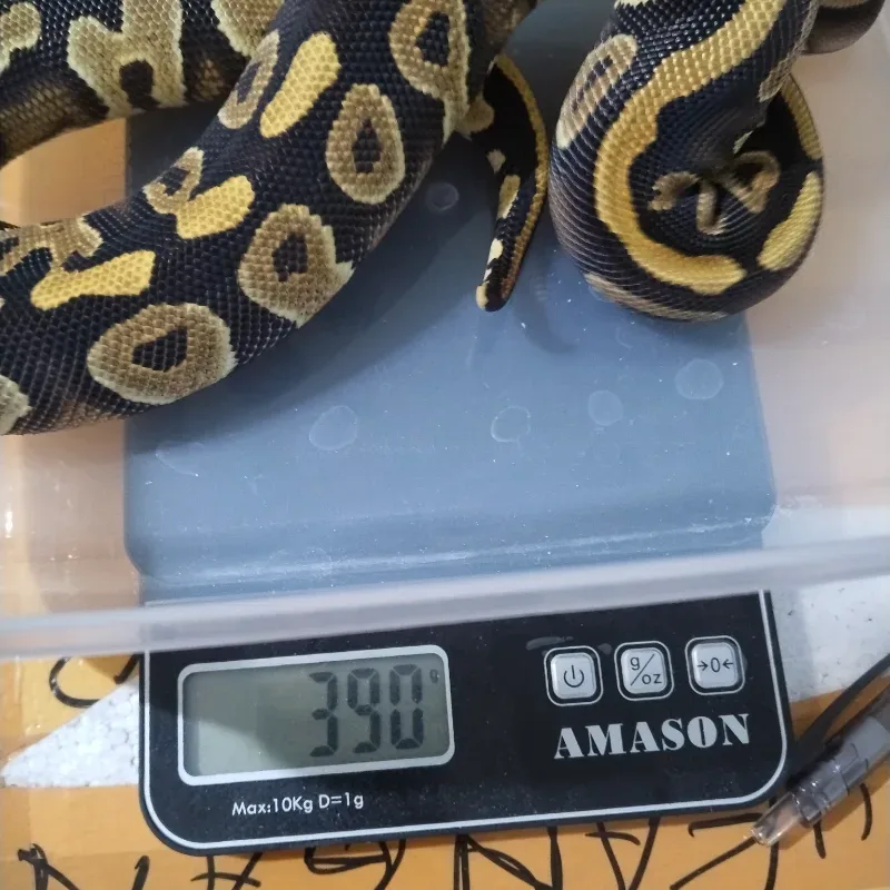 Gravel Phantom Het Clown