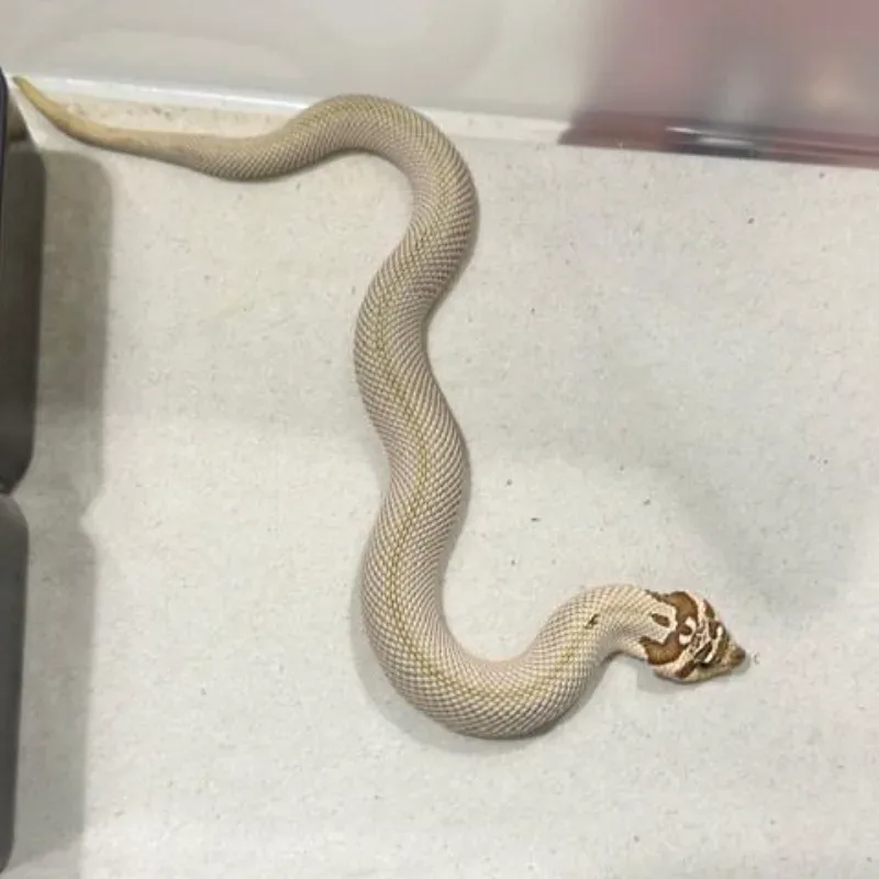 Arctic Super Anaconda Het Albino Het Sable