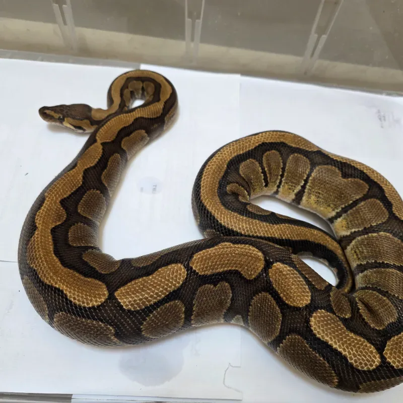 Red Stripe Het Genetic Stripe