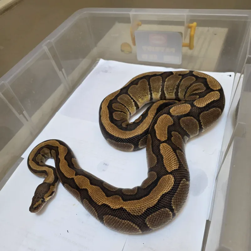 Red Stripe Het Genetic Stripe