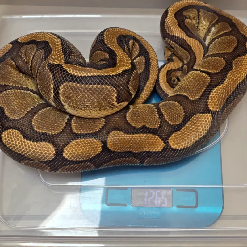 Red Stripe Het Genetic Stripe